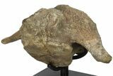 Triceratops Cervical Vertebra On Stand - Wyoming #134541-1
